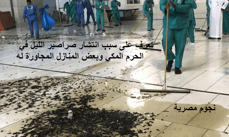 انتشار صراصير الليل في الحرم