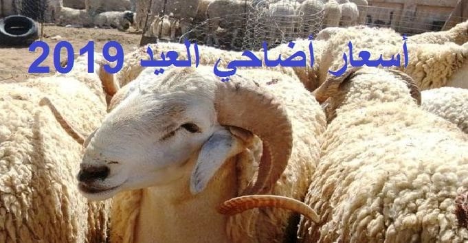 أسعار أضاحي العيد 2019