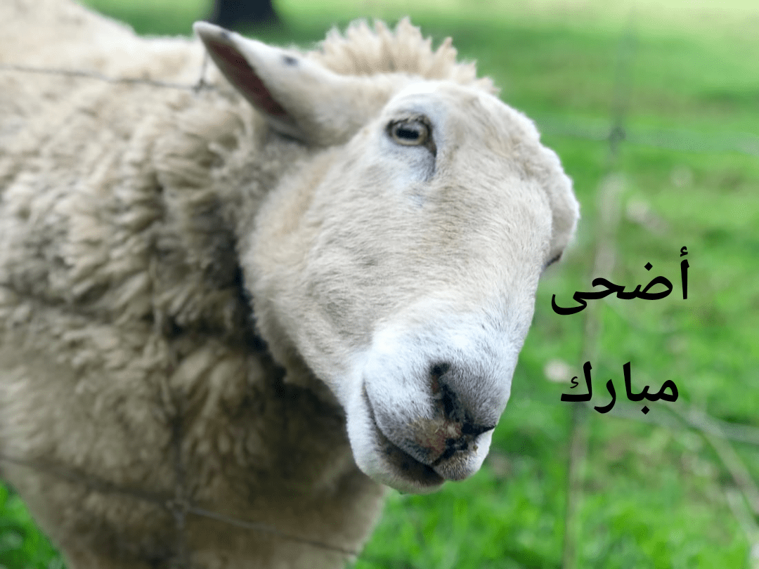 رسائل تهنئة عيد الأضحى المبارك 2019 للجوال