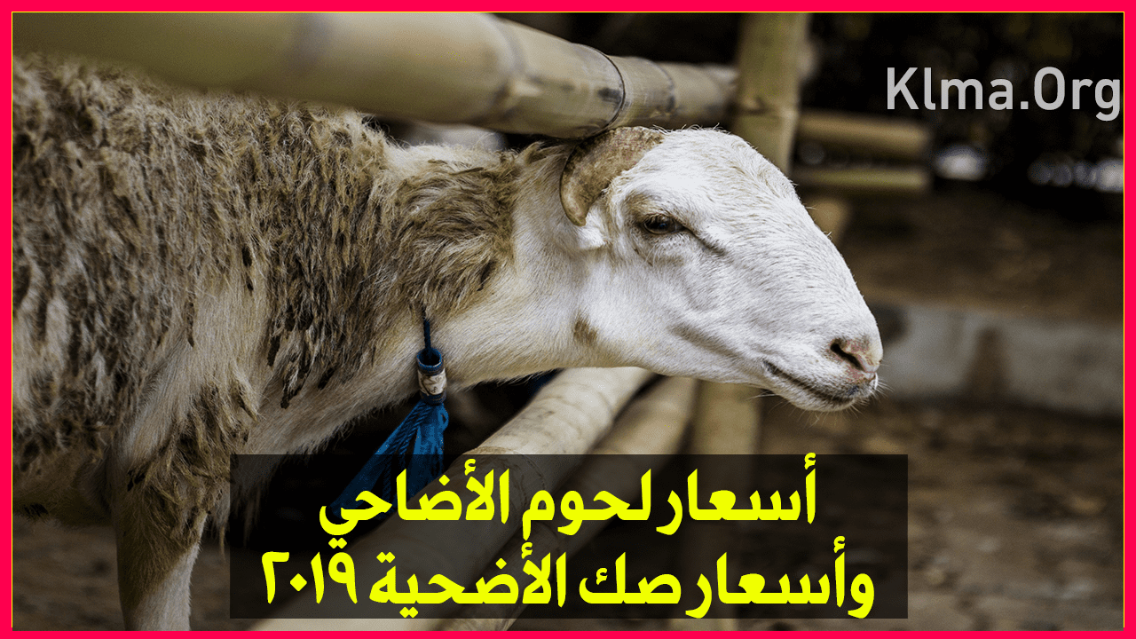 اسعار الاضاحي 2019