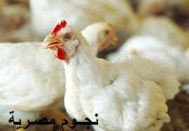 اسعار الفراخ اليوم