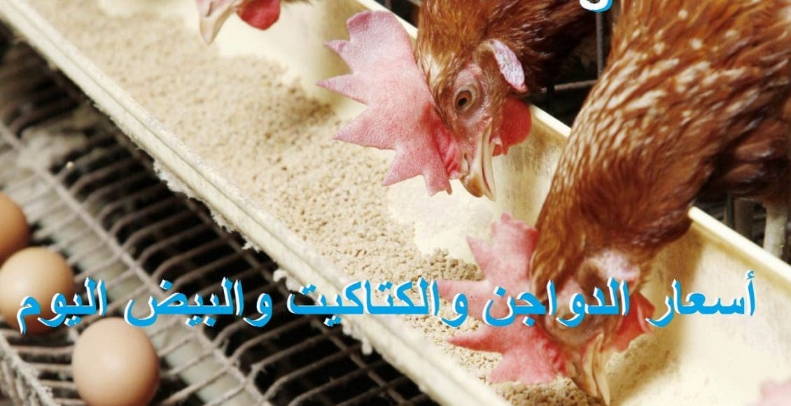 أسعار الدواجن اليوم
